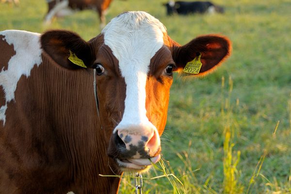 US Is Safe From Mad Cow Disease
